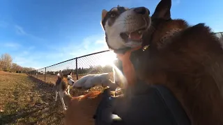 Aggressive Husky Attacks Belgian Malinois At Dog Park