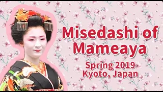 Misedashi of Mameaya - Spring 2019 in Kyoto, Japan ~ まめ彩さんの見せ出し