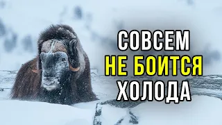 Овцебык. Вес под 300 кг, а скорость до 50 км/час. Он вообще не боится холода | ФАКТЫ