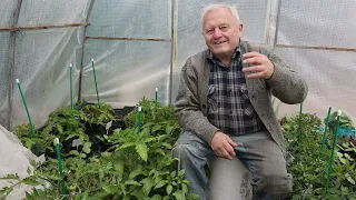 Как победить вершинку на томатах? 3  эксклюзивных органических метода от Г. Распопова!!
