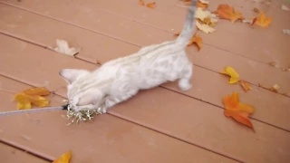 Rusty 8 weeks - Snow Spotted Boy Bengal Kitten