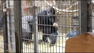 duisburg hayvanat bahçesi.goriller