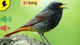 Как поёт горихвостка чернушка? How he sings redstart blackie / Phoenicurus ochruros