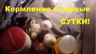 Кормление и пропой цыплят в первые сутки жизни