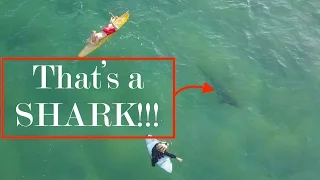 Drone films a shark swimming under Australian surfers | DJI MAVIC | Amazing 4k Drone Footage | Kiama