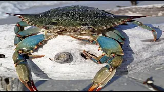 HOW TO CATCH BLUE CRABS WITH A TRAP: GALVESTON TEXAS