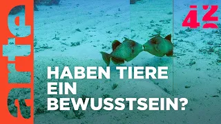 Haben Tiere ein Ich? | 42 - Die Antwort auf fast alles | ARTE