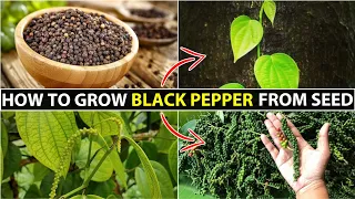 How To Grow Black Pepper | Kali Mirch Ka Podha Kaise Ugaye