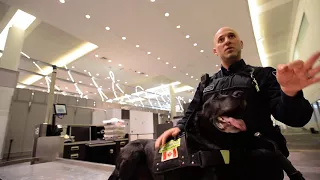 Meet Jagger, canine currency detector dog, crime-fighting legend