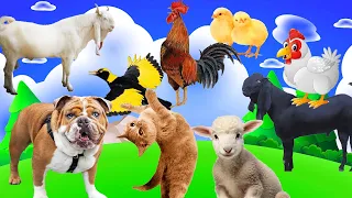 Farm Animal Moments: Pig, Cow, Dog, Cat, Parrot, Sheep, Stork - Animal videos Tiger Elephant Camel