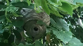Hornet nest vs spray foam insulation, what spray foam does to a hornet nest