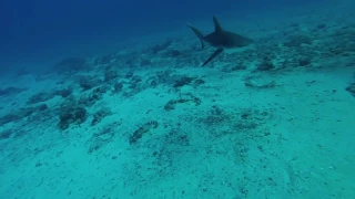 Grenada shipwreck sharks Feb, 15 2017