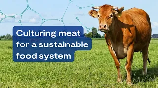Culturing meat for a sustainable food system