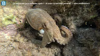 Do octopuses grow tentacles again? - Al polpo ricrescono i tentacoli ? www.intotheblue.it