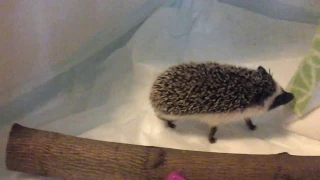 Cute hedgehog. "Поменяйте уже эти пеленки!!!" или "Ёжик хулиганит"