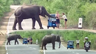 The wild elephant waiting for food !