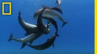 Bottlenose Dolphin Gang Rumble | National Geographic