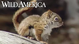 Wild America | S8 E7 Whitebark | Full Episode HD