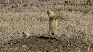Prairie Dogs Talk