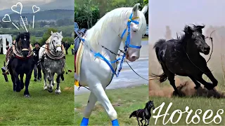 The Best HORSES NEW TikTok Compilation #2