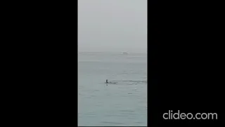Это видео взорвало Сеть: россиянина на пляже растерзала акула