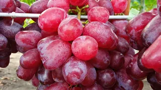 Урум: красивая и вкусная форма винограда