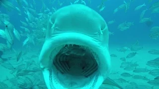 Jupiter Shark Diving