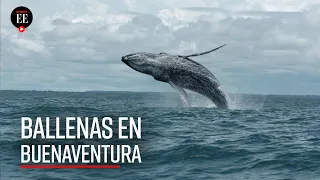 Llegan las ballenas al pacífico colombiano, una experiencia inolvidable - El Espectador