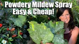 Easy, Inexpensive Powdery Mildew Spray for Squash & Cucumbers, Prune Leaves to Keep Production Going