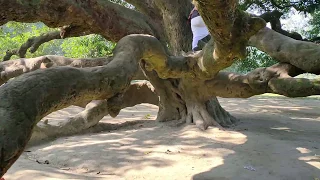 Biggest Mango Tree in World। 200 years old Tree। Amazing, Beautiful Bangladesh & Tourism spot