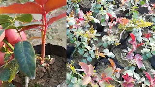 Rose Grafting - A to Z Described Step by Step | How To Graft Roses | How To Propagate Rose Plant