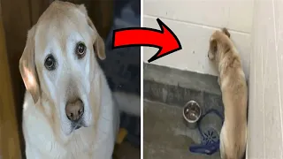 This dog was sad because his owner left him, and after years he decided to look for him and then ..!