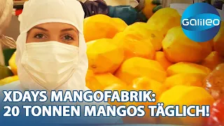 20 Tonnen Mangos täglich! 2 Tage Fleißarbeit bei der Mangowürfel-Produktion | Galileo | ProSieben