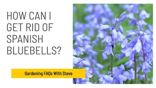 How can I get rid of Spanish bluebells? | Gardening for Beginners