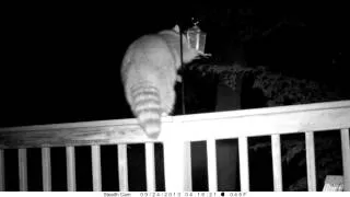 Raccoon vs (harmlessly) electrified bird feeder