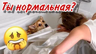 ФЭЙЛ во время купания собак😂 Моем вельш корги! Банный день😊