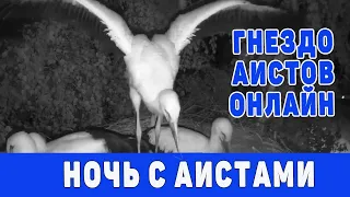 НОЧЬ  с гнездом аистов  ЭФИР  10-11  авг  2021 с 21-45