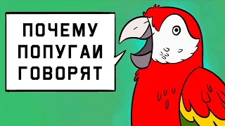 Edu: Почему попугаи говорят