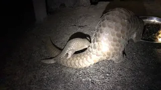 Critically endangered pangolin pup born at release station!