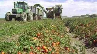 produccion de tomate en choele choel-rio negro-argentina-año 2008-2009.