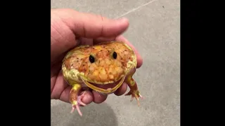 Super angry pacman frog barks and screams