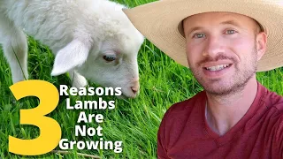 3 Reasons Lambs Are Not Putting on Weight