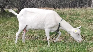 Пьют ли козы молоко? Отучаю козу от самовыдаивания.