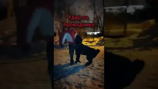 РУССКИЙ ЧЁРНЫЙ ТЕРЬЕР ЗАЩИТА ПРОВОДНИКА