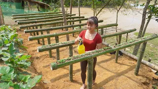 Technique growing vegetables in bamboo tubes, Building free farm | Free Bushcraft, Ep128