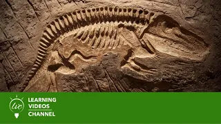 Fossils & Dinosaurs - Real World Science on the Learning Videos Channel