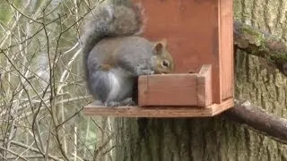 Pest Control with Air Rifles - Out After Squirrels Again