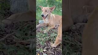 Fur-ever  Home Giving food and water to hungry stray dog