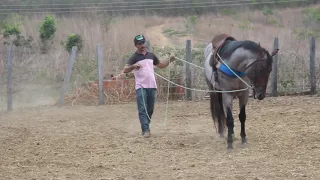 DOMA RACIONAL DO CAVALO QUARTO DE MILHA