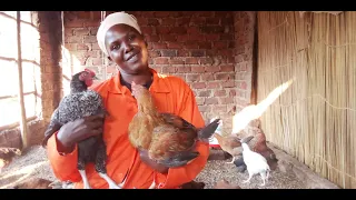 HOW TO FEED KUROILER CHICKEN FOR BETTER PERFORMANCE/OKULIISA ENKOKO ZA KUROILER NEZIGEJJA MANGU. EP2